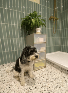 A black and white dog sits on a bathroom floor next to a cabinet with a plant on top.