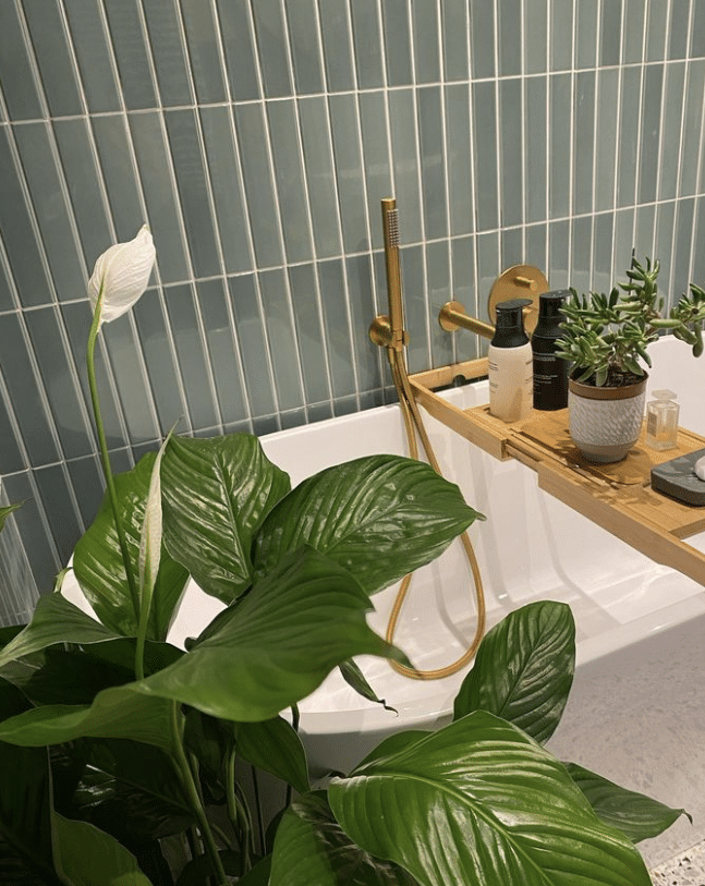 Bathtub with green plants and bath accessories on a wooden tray, set against tiled walls.