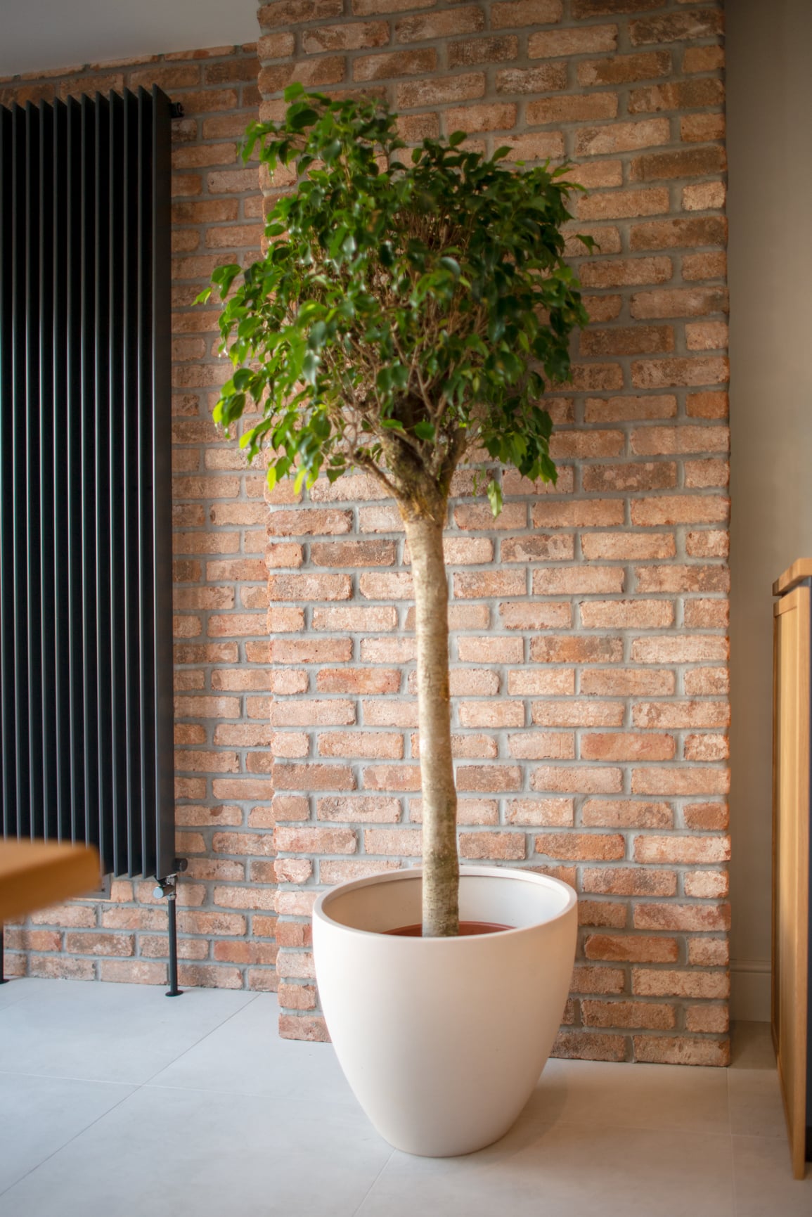 Potted tree against a brick wall in a modern interior space.